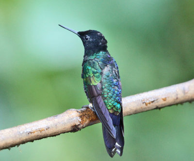 Velvet-purple Coronet - Boissonneaua jardini