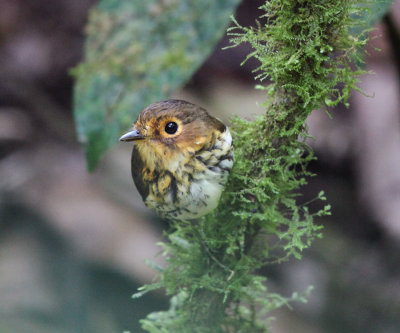 Ochre-breasted Antpitta - Grallaricula flavirostris