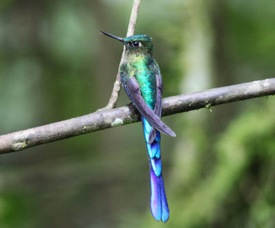 Violet-tailed Sylph - Aglaiocercus coelestis