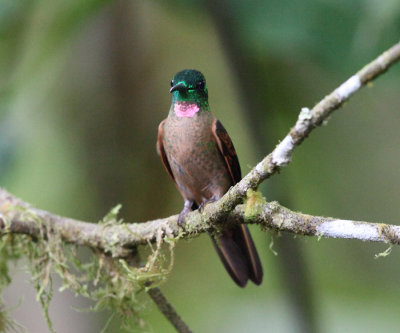 Fawn-breasted Brilliant - Heliodoxa rubinoides