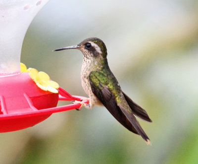 Speckled Hummingbird - Adelomyia melanogenys