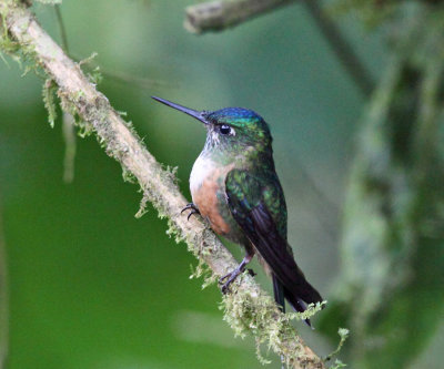 Violet-tailed Sylph - Aglaiocercus coelestis (female)