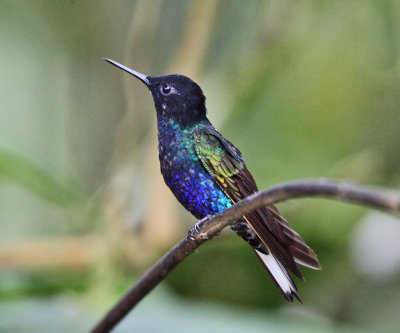 Velvet-purple Coronet - Boissonneaua jardini