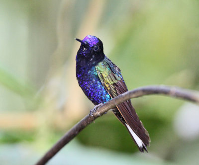 Velvet-purple Coronet - Boissonneaua jardini