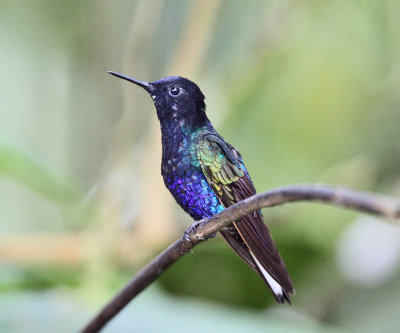 Velvet-purple Coronet - Boissonneaua jardini