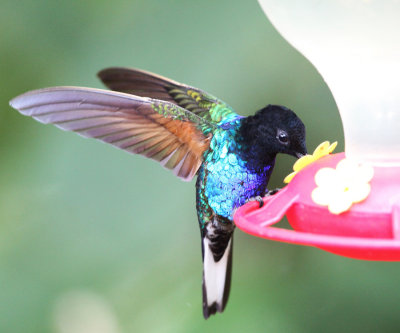 Velvet-purple Coronet - Boissonneaua jardini