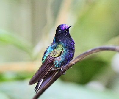 Velvet-purple Coronet - Boissonneaua jardini