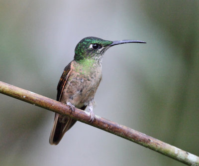 Fawn-breasted Brilliant - Heliodoxa rubinoides