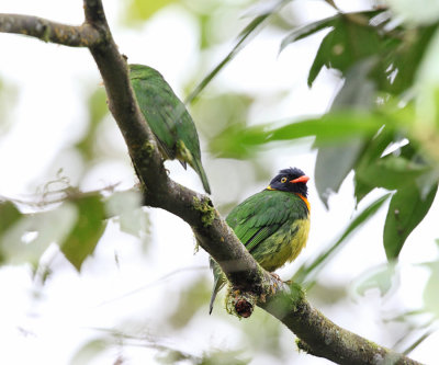 Orange-breasted Fruiteater - Pipreola jucunda