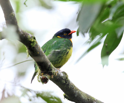 Orange-breasted Fruiteater - Pipreola jucunda