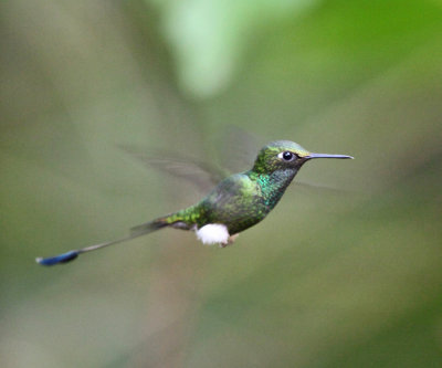 Booted Racket-tail - Ocreatus underwoodii