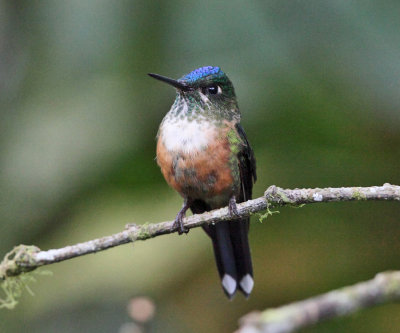 Violet-tailed Sylph - Aglaiocercus coelestis (female)