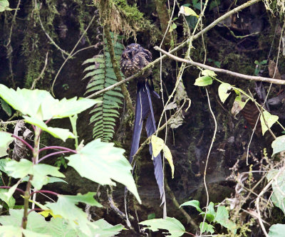 Lyre-tailed Nightjar - Uropsalis lyra