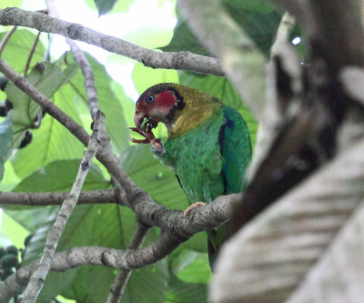 Ecuador Parrots