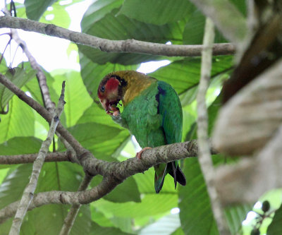 Rose-faced Parrot - Pyrilia pulchra