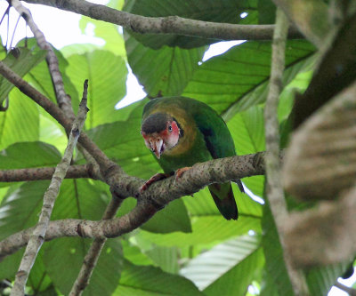 Rose-faced Parrot - Pyrilia pulchra
