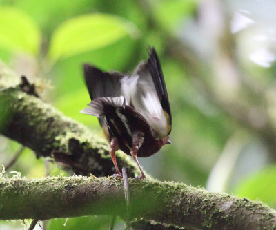 Club-winged Manakin - Machaeropterus deliciosus