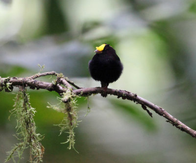 Golden-winged Manakin - Masius chrysopterus