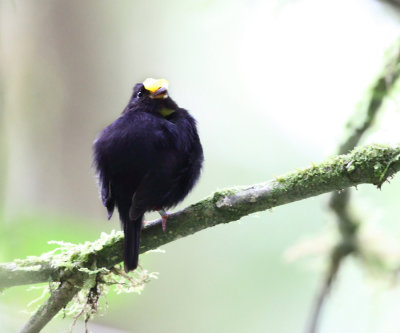 Golden-winged Manakin - Masius chrysopterus