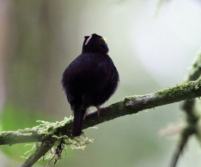 Golden-winged Manakin - Masius chrysopterus