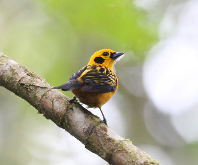 Golden Tanager - Tangara arthus