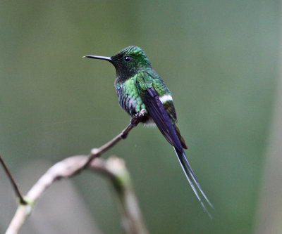 Green Thorntail - Discosura conversii