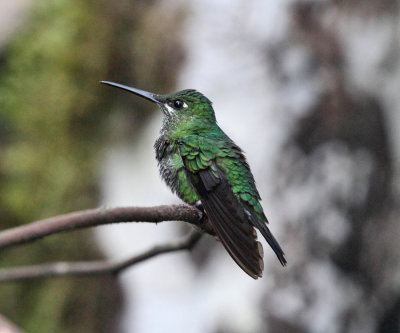 Green-crowned Brilliant - Heliodoxa jacula (female)