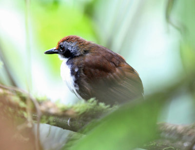 Bi-colored Antbird - Gymnopithys leucaspis