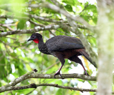 Crested Guan - Penelope purpurascens