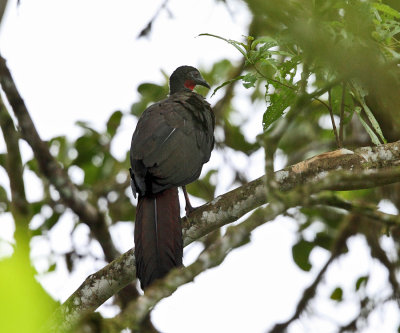 Crested Guan - Penelope purpurascens