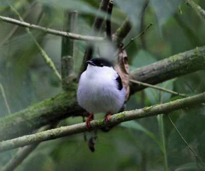 White-bearded Manakin - Manacus manacus