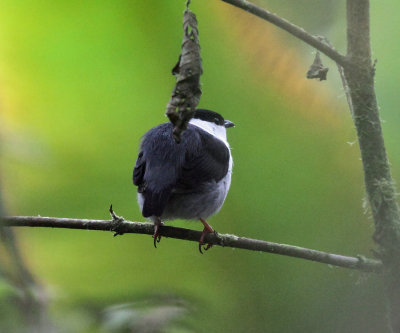 White-bearded Manakin - Manacus manacus