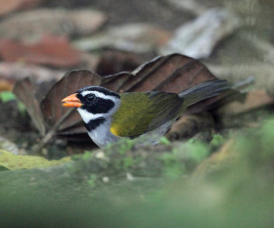 Orange-billed Sparrow - Arremon aurantiirostris
