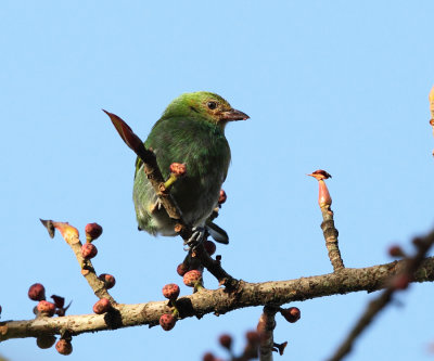 Bay-headed Tanager - Tangara gyrola (immature)