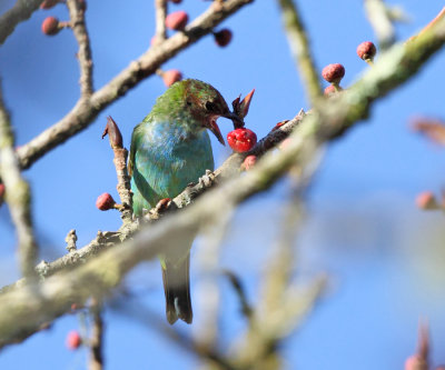 Bay-headed Tanager - Tangara gyrola (immature)