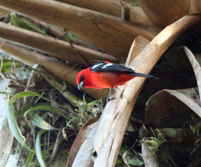 White-winged Tanager - Piranga leucoptera