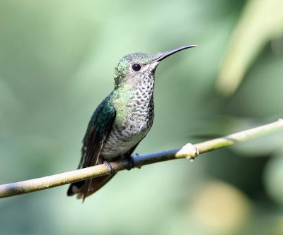 White-necked Jacobin - Florisuga mellivora (female)