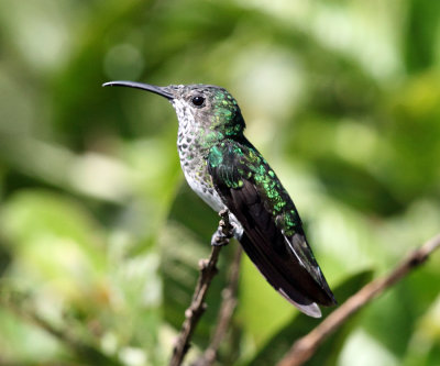 White-necked Jacobin - Florisuga mellivora (female)