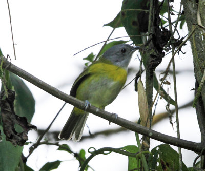 Lesser Greenlet - Hylophilus decurtatus