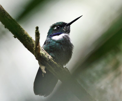 Wedge-billed Hummingbird - Schistes geoffroyi