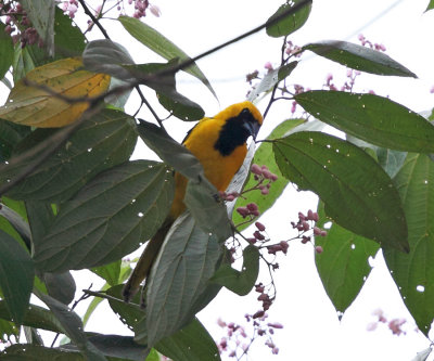 Yellow-tailed Oriole - Icterus mesomelas