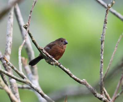 Thick-billed Seed Finch - Oryzoborus funereus (female)