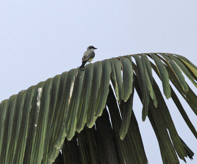 Snowy-throated kingbird - Tyrannus niveigularis