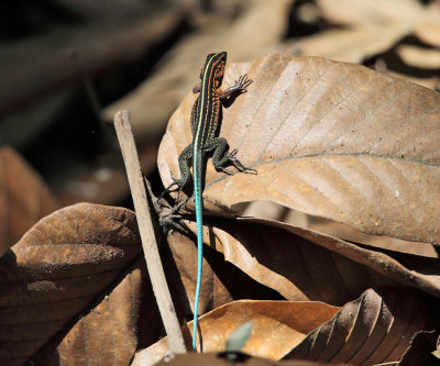 Seven-lined Ameiva (Juvenile) - Holcosus septemlineatus