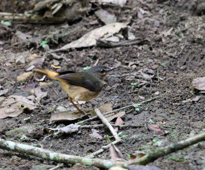 Buff-rumped Warbler - Phaeothlypis fulvicauda