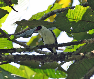 Masked Tityra - Tityra semifasciata