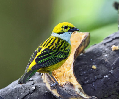 Silver-throated Tanager - Tangara icterocephala