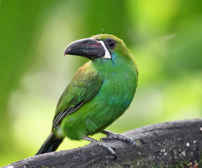 Crimson-rumped Toucanet - Aulacorhynchus haematopygus