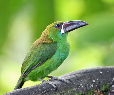 Crimson-rumped Toucanet - Aulacorhynchus haematopygus