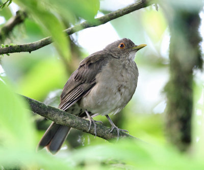 Ecuadorian Thrush - Turdus maculirostris